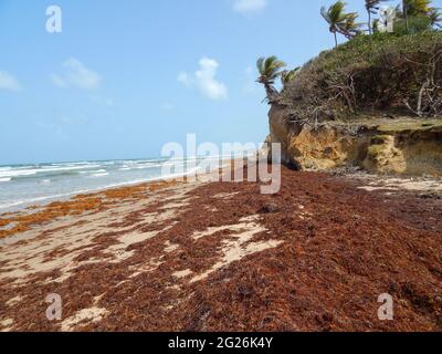 Manzanilla-Mayaro, Trinidad : algues Sargassum sur les plages de Manzanilla-Mayaro. Dans les Caraïbes, il y a eu une augmentation importante au cours des dernières années. Banque D'Images