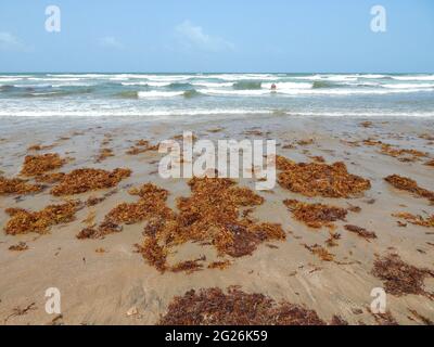 Manzanilla-Mayaro, Trinidad : algues Sargassum sur les plages de Manzanilla-Mayaro. Dans les Caraïbes, il y a eu une augmentation importante au cours des dernières années. Banque D'Images