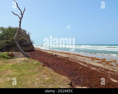 Manzanilla-Mayaro, Trinidad : algues Sargassum sur les plages de Manzanilla-Mayaro. Dans les Caraïbes, il y a eu une augmentation importante au cours des dernières années. Banque D'Images