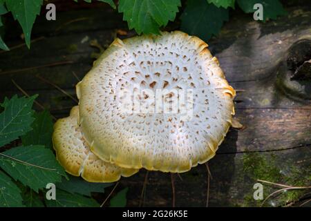 Une image rapprochée d'un grand champignon à dos de faisan (Polyporus squamosus) (Dryad's Saddle) sur une bûche dans un cadre boisé. Banque D'Images