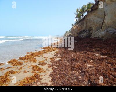 Manzanilla-Mayaro, Trinidad : algues Sargassum sur les plages de Manzanilla-Mayaro. Dans les Caraïbes, il y a eu une augmentation importante au cours des dernières années. Banque D'Images