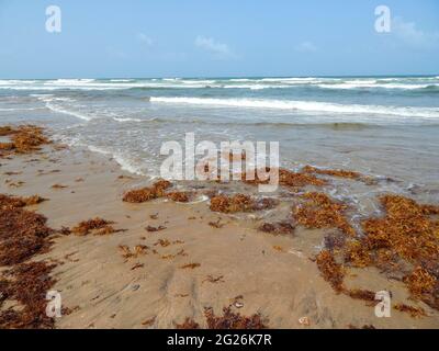 Manzanilla-Mayaro, Trinidad : algues Sargassum sur les plages de Manzanilla-Mayaro. Dans les Caraïbes, il y a eu une augmentation importante au cours des dernières années. Banque D'Images