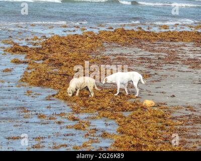 Manzanilla-Mayaro, Trinidad : algues Sargassum sur les plages de Manzanilla-Mayaro. Dans les Caraïbes, il y a eu une augmentation importante au cours des dernières années. Banque D'Images