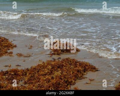 Manzanilla-Mayaro, Trinidad : algues Sargassum sur les plages de Manzanilla-Mayaro. Dans les Caraïbes, il y a eu une augmentation importante au cours des dernières années. Banque D'Images