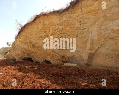 Manzanilla-Mayaro, Trinidad : algues Sargassum sur les plages de Manzanilla-Mayaro. Dans les Caraïbes, il y a eu une augmentation importante au cours des dernières années. Banque D'Images