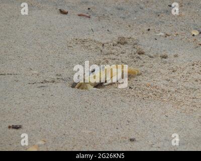 Un crabe fantôme de l'Atlantique à Manzanilla, Trinité-et-Tobago. Banque D'Images