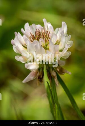 Trifolium repens, le trèfle blanc, est une plante vivace herbacée et est l'un des types de trèfle les plus cultivés dans le monde. Banque D'Images