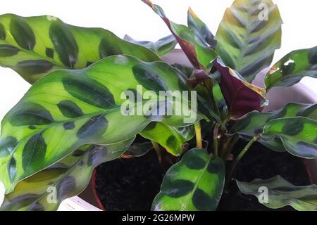 Macro des feuilles sur une plante de calathea à crotale Banque D'Images