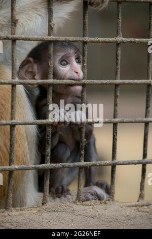 Bébé singe au zoo Banque D'Images