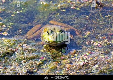 Bullfrog se rafraîchi en eau peu profonde, en été. Seule sa tête est au-dessus de la surface, avec l'herbe de canard l'aidant à camoufler. Banque D'Images