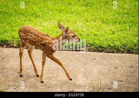 Austin, Texas, États-Unis. 31 mai 2021. Bébé cerf. Les biches sont laissées dans une zone urbaine pendant la journée tandis que leur mère cherche de la nourriture à l'avant Banque D'Images
