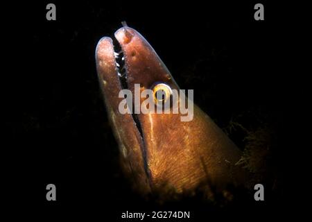 Tête d'une anguille de moray (Gymnothorax miliaris). Banque D'Images