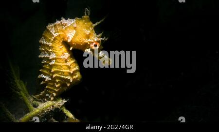 Hippocampe bordé (Hippocampus erectus). Banque D'Images