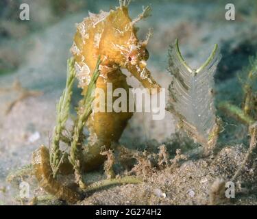 Hippocampe bordé (Hippocampus erectus) dans l'herbe marine. Banque D'Images