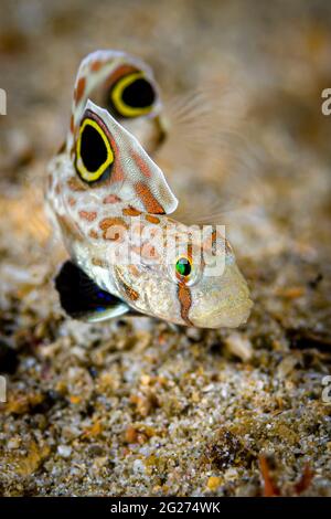 Gobie aux yeux de crabe (Signigobius biocellatus), Anilao, Philippines. Banque D'Images