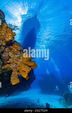 Plongeurs, éponges, et bateau de plongée, Little Cayman Island. Banque D'Images