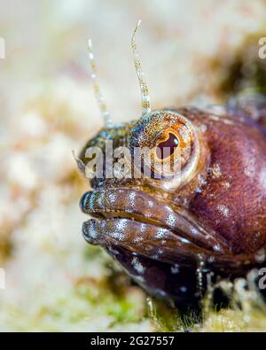 Gros plan sur le visage d'un blenny, Little Cayman Island. Banque D'Images