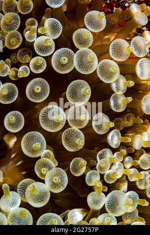 Gros plan de l'anémone bulle-pointe, Maldives. Banque D'Images