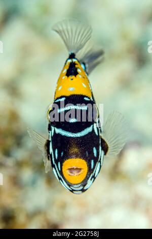 Coup de tête d'un triggerfish de clown (Balistoides oscillum), Maldives. Banque D'Images