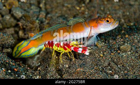 Crevettes de Randall (Alpheus randalli) avec queue de fard Shrimpgoby (Amblyeleotris yanoi). Banque D'Images