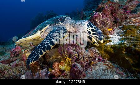 Manger de la tortue imbriquée (Eretmochelys imbricata), Raja Ampat, Indonésie. Banque D'Images