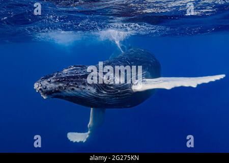 Baleine à bosse (Megaptera novaeangliae) veau jouant à la surface. Banque D'Images