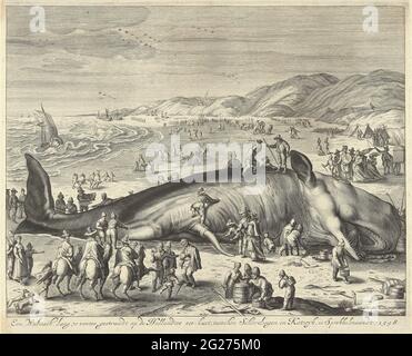 Baleine échouée à Berckhey, 1598; UNE baleine de 70 pieds de long, échouée sur la côte de Hollandtse Zee, entre Schevelingen et Katwyk, dans sprokkel Mandt, 1598. 2 février 1598. Sur la plage de Berckhey, entre Scheveningen et Katwijk se trouve un grand cachalot lavé. En premier plan quelques cavaliers, derrière les animaux et les voitures sur la plage. Copie à l'original de Jacob Matham. Banque D'Images