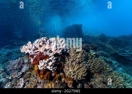 Scène Reef à Halmahera, Indonésie. Banque D'Images