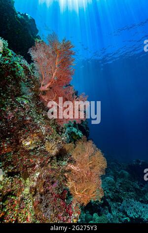 Scène Reef à Halmahera, Indonésie. Banque D'Images