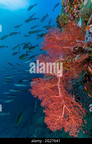 Scène Reef à Halmahera, Indonésie. Banque D'Images