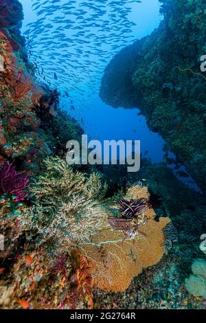 Scène Reef à Halmahera, Indonésie. Banque D'Images