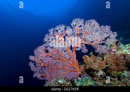 Scène Reef à Halmahera, Indonésie. Banque D'Images