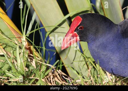 Pukeko de Nouvelle-Zélande (Porphyrio melanotus) Banque D'Images