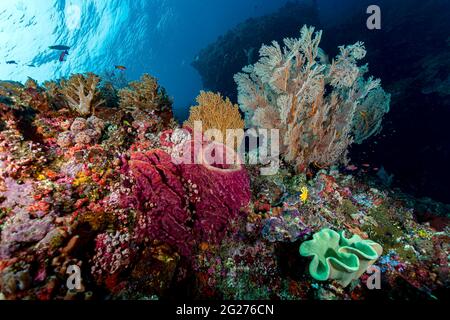 Scène Reef à Halmahera, Indonésie. Banque D'Images