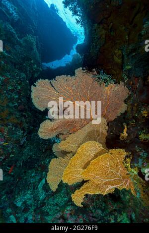 Scène Reef à Halmahera, Indonésie. Banque D'Images