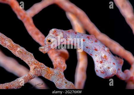 Hippocampe pygmée de Denise (Hippocampus denise), Kimbe Bay, Papouasie-Nouvelle-Guinée. Banque D'Images