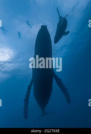 La mère de la baleine à bosse (Megaptera novaeangliae) et son veau avec des ronfleurs. Banque D'Images