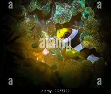 Aniao (Philippines), espèce juvénile d'anemonefish Clarks (Amphiprion clarkii). Banque D'Images