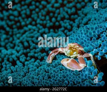Crabe en porcelaine tacheté (Neopetrolisthes maculatus) sur son anémone. Banque D'Images