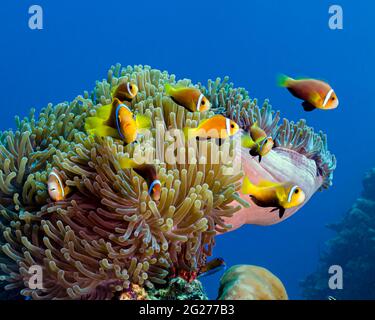 L'anemonefish de Maldive (Amphiprion nigripes) joue dans leur anémone, Maldives. Banque D'Images