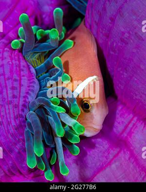 Un anemonefish de Maldive trouvant le confort dans son anémone. Banque D'Images