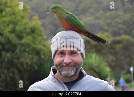 Homme avec un perroquet sur la tête en Australie Banque D'Images