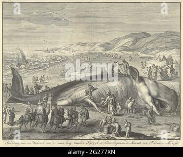 Baleine échouée à Berckhey, 1598; UNE baleine de 70 pieds de long, échouée sur la côte de Hollandtse Zee, entre Schevelingen et Katwyk, dans sprokkel Mandt, 1598. 2 février 1598. Sur la plage de Berckhey, entre Scheveningen et Katwijk se trouve un grand cachalot lavé. En premier plan quelques cavaliers, derrière les animaux et les voitures sur la plage. Copie à l'original de Jacob Matham. Banque D'Images