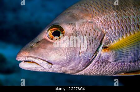 Le tarpon de l'Atlantique (megalops atlanticus) se nage à proximité. Banque D'Images