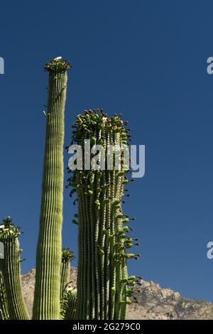 Les insectes affluent vers un nombre sans précédent de « fleurs ide » sur le cactus saguaro en mai, leur saison de floraison typique du printemps, Sonoran Desert, Tucson, Banque D'Images