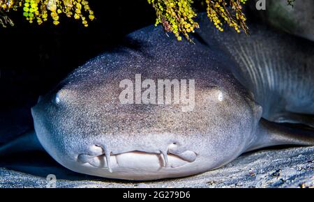 Vue de face d'une infirmière de requin (Ginglymostoma cirrhotum), Cozumel, Mexique. Banque D'Images