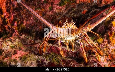 Langoustine des Caraïbes (Panulirus argus), vue de face à Cozumel, Mexique. Banque D'Images