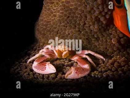 Un crabe en porcelaine tacheté (Neopetrolisthes maculatus) perché sur une anémone de mer. Banque D'Images