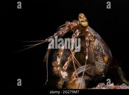 Une crevette tigre mantis (Lysiosquillina maculata), Philippines. Banque D'Images