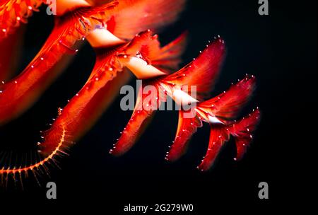 Ver de Noël à plumes orange vif (Spirobranchus giganteus). Banque D'Images